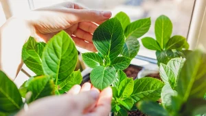 Kiedy sadzonki hortensji trzeba przenieść do ogrodu?