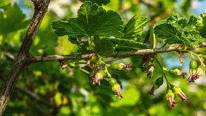 Jakie rośliny warto posadzić przy porzeczce? Niektóre mogą zwiększyć plony.