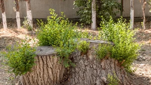 Wyjaśniamy. dlaczego pień po ściętym drzewie odrasta.