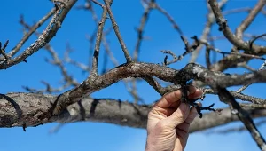 Kiedy i jak przycinać drzew o kulistych koronach, by zachowały swój oryginalny kształt?