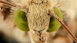 Szkodniki z Ameryki tworzą groźne hybrydy. To złe wieści dla rolnictwa na całym świecie