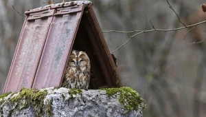 Możesz go spotkać w nietypowych miejscach. Ta sowa ma wyjątkowe upodobania