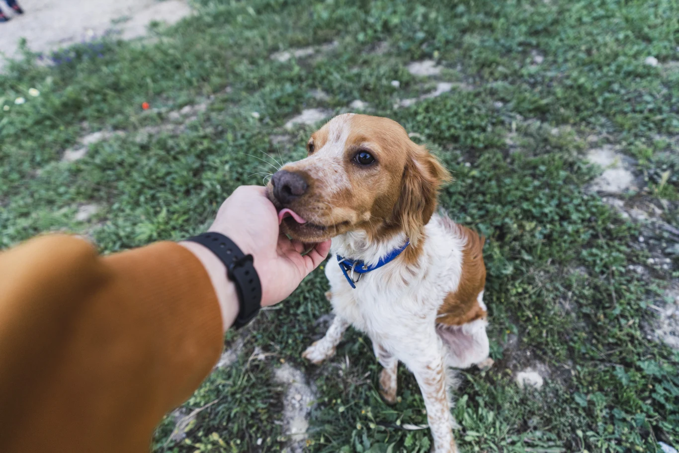 Lizanie ma również silne podłoże instynktowne