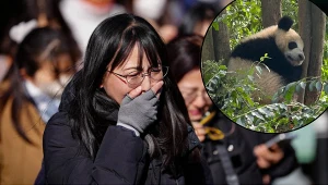 Mieszkańcy Tokio pożegnali się z pandami wielkimi. Z prawej: panda w ośrodku Wolong Zhonghua Panda Shenshuping, Syczuan; autor: Piotr Parzymies