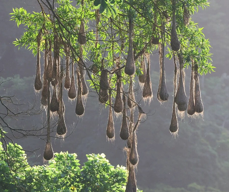 Wśród zielonych liści drzewa zwisają liczne, podłużne i misternie utkane gniazda ptasie, tworząc interesującą kompozycję na tle jasnego, rozmytego tła.