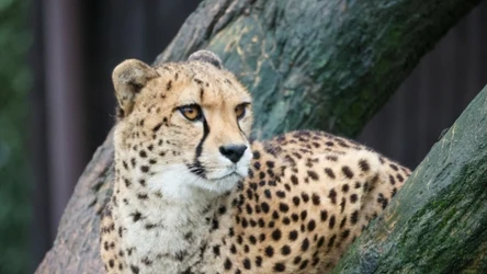 Dziki kot spaceruje po lasach w gminie Będzino (woj. zachodniopomorskie) - poinformowały władze gminy. To może być gepard