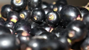 Te azjatyckie śliwki przypominają naszą węgierkę, ale są bardziej aromatyczne