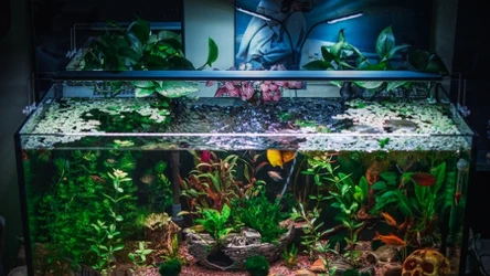 Wybór roślin do akwarium to częsty ból głowy akwarystów. Co wybrać?