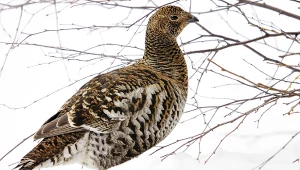Ten ptak jest pod szczególną ochroną. Park narodowy apeluje do turystów