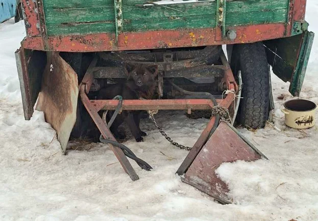 Czarny pies uwiązany na krótkim łańcuchu pod starym, zniszczonym pojazdem stojącym na śniegu. Obok widoczna jest pusta, brudna miska, co podkreśla niedbałość i trudne warunki, w których przebywa zwierzę.