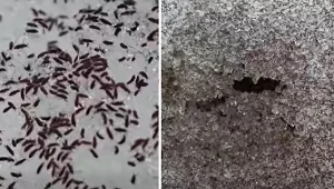 Skoczkonogi wychodzą masowo na powierzchnię zimą, kiedy robi się cieplej