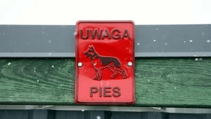 W piątek sejmowa Komisja Nadzwyczajna ds. Ochrony Zwierząt podczas ponadtrzygodzinnego posiedzenia rozpatrzyła informację na temat sytuacji w schroniskach dla zwierząt 