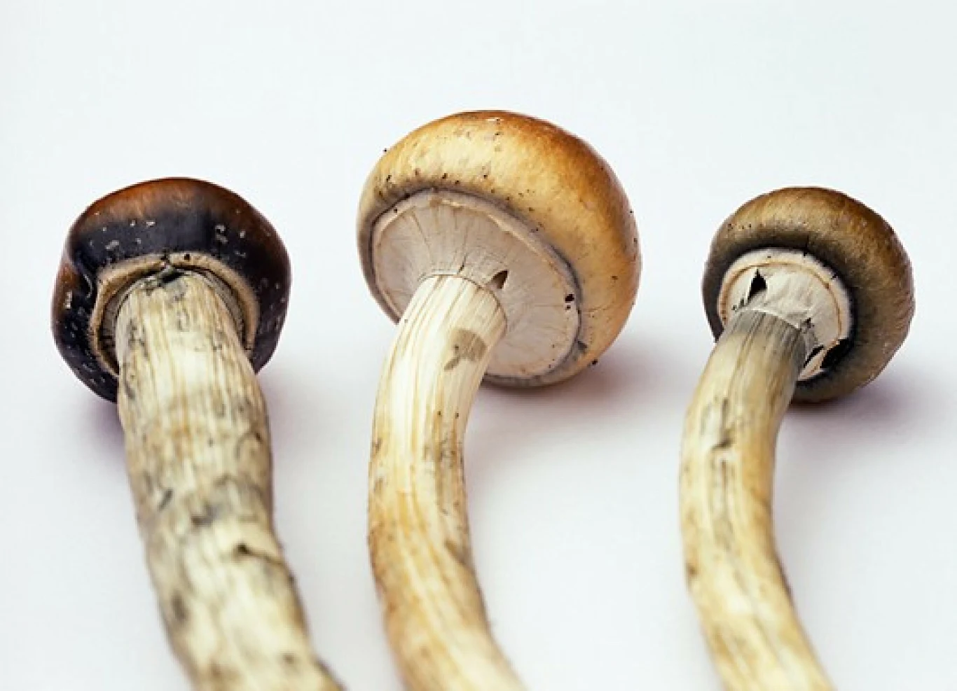 Psylocybina, związek odpowiadający za działanie grzybów halucynogennych 