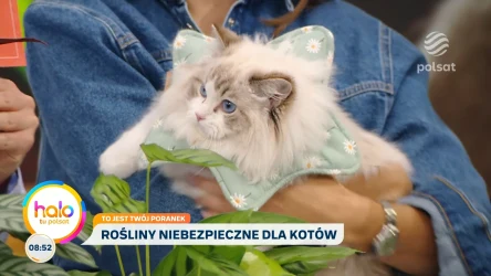 Masz kota i rośliny w domu? Te kwiaty mogą być dla niego niebezpieczne