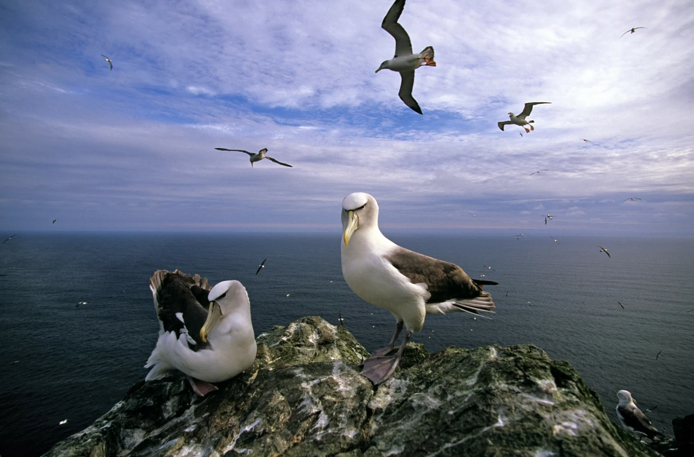 Główne zagrożenia dla gatunku to zmiany klimatu, zjawisko pogodowe El Niño oraz zaplątywanie się w sieci rybackie