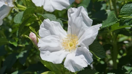 Róża pomarszczona nie dość, że jest ładna, to na dodatek świetnie nadaje się na żywopłot