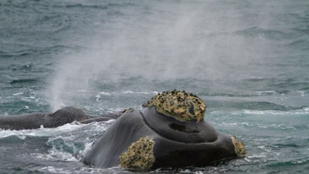 Najrzadszy waleń na świecie zaplatał się w sieć. Tragiczny finał
