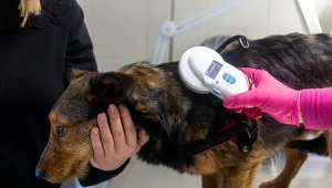 Czipowanie psów ma być obowiązkowe