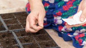 Babcia robi to z nasionami przed siewem. Ma plony zdrowe, jak nikt 