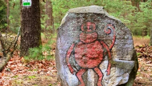 Krew spod igły miała utworzyć kształt. Po lesie krąży legenda o czarnej magii 