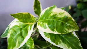 To jedna z piękniejszych i najłatwiejszych w uprawie roślin. Szybko kwitnie i nie ma dużych wymagań 