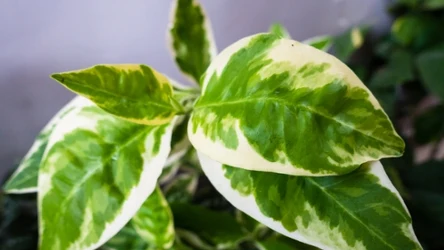 To jedna z piękniejszych i najłatwiejszych w uprawie roślin. Szybko kwitnie i nie ma dużych wymagań 