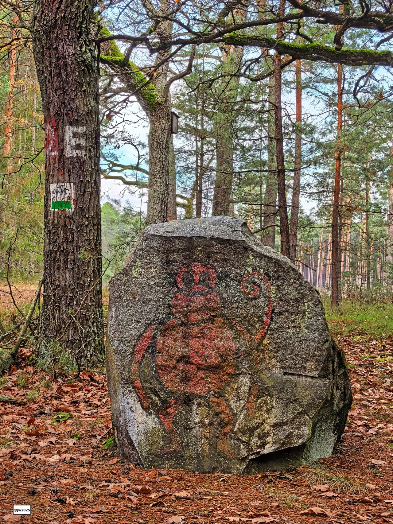 Duży kamień w lesie z wyrytym i pomalowanym na czerwono wzorem przypominającym postać lub symbol, otoczony sosnami i pokryty opadłymi liśćmi i igliwiem, w tle drzewa z oznaczeniem szlaku turystycznego.