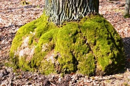 Gruby pień drzewa otoczony rozległym, bulwiastym nasadzeniem pokrytym zielonym mchem, liście i sucha ściółka leśna wokół drzewa.