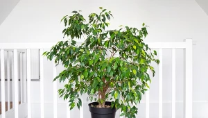 Jak dbać o fikusa, kiedy zrzuca liście? Nie ignoruj tego objawu