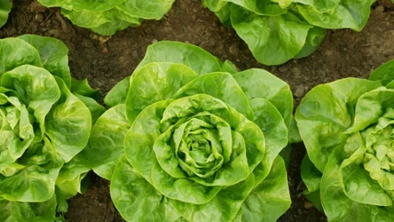 Możesz cieszyć się sałatą, rzodkiewką lub marchewką szybciej niż twoi sąsiedzi. Wystarczy, że odpowiednio zadbasz o swoje nowalijki