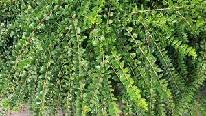 W tym roku sadzę zamiast bukszpanu. Ćma bukszpanowa już mi nie zagrozi