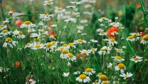 Rumianek to naturalny sprzymierzeniec w walce ze szkodnikami 