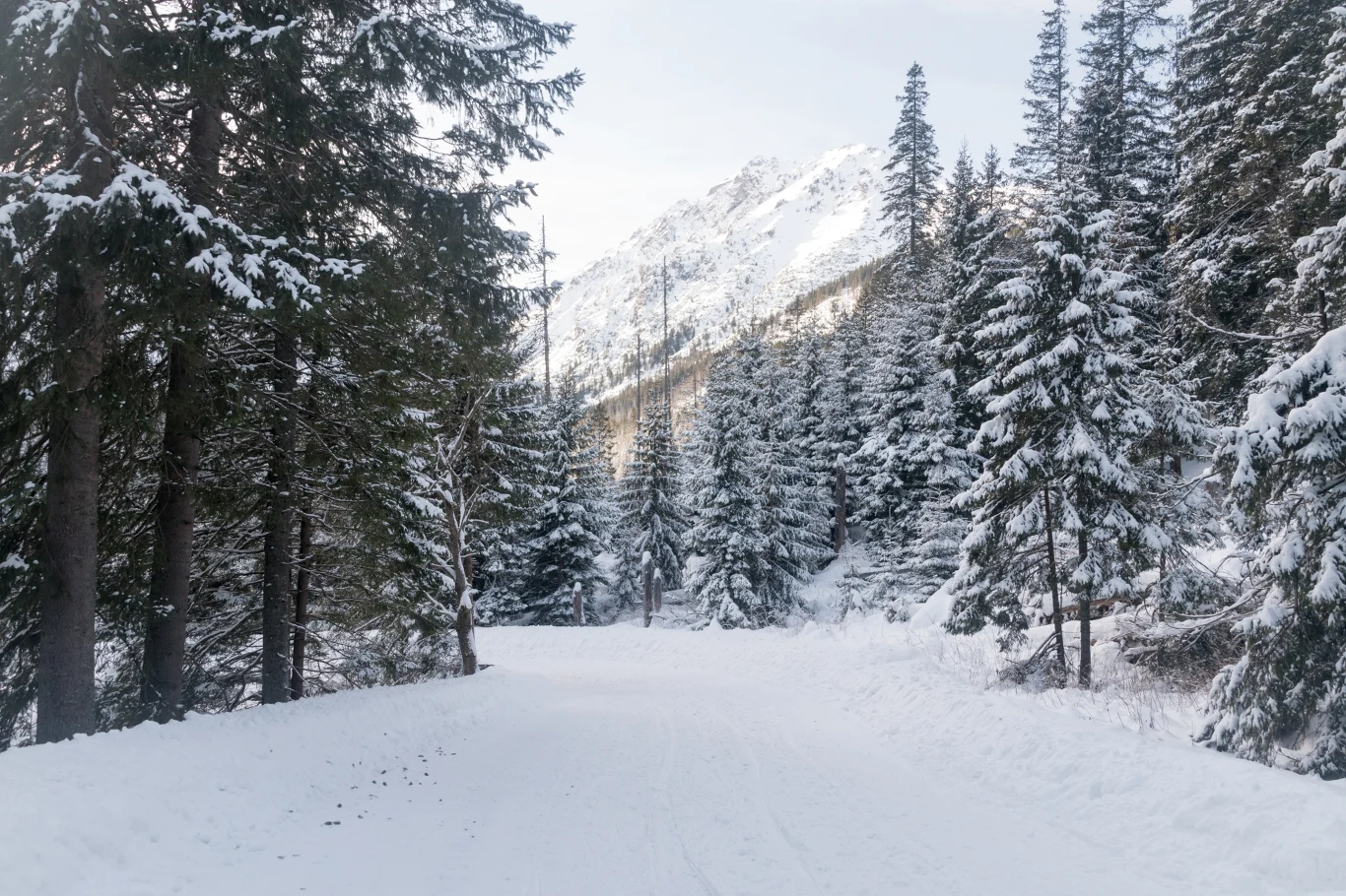Zaśnieżona leśna droga prowadzi przez gęsty, zimowy las świerkowy otaczający ścieżkę, w tle widoczne ośnieżone szczyty gór.