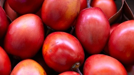 Tamarillo to w Polsce mało znany owoc egzotyczny. Posiada wiele cennych właściwości 