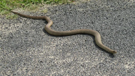 Wydarzenia z Sydney pokazują, że węże w Australii mogą pojawić się wszędzie