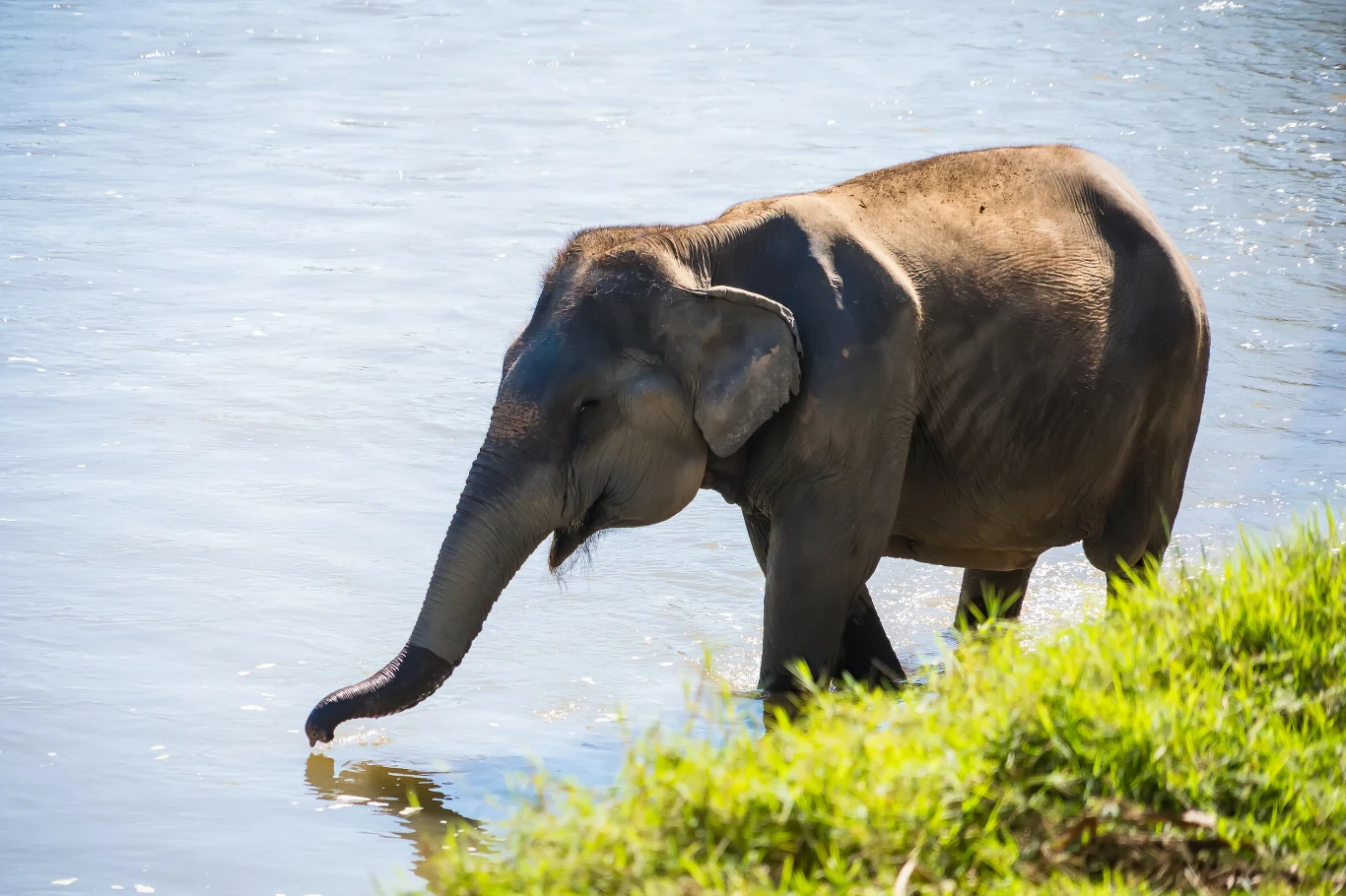 Od 2015 r. słonie w Tajlandii zabiły ponad 200 osób Słoń stojący w wodzie przy brzegu rzeki, w słoneczny dzień, zielona trawa na pierwszym planie.