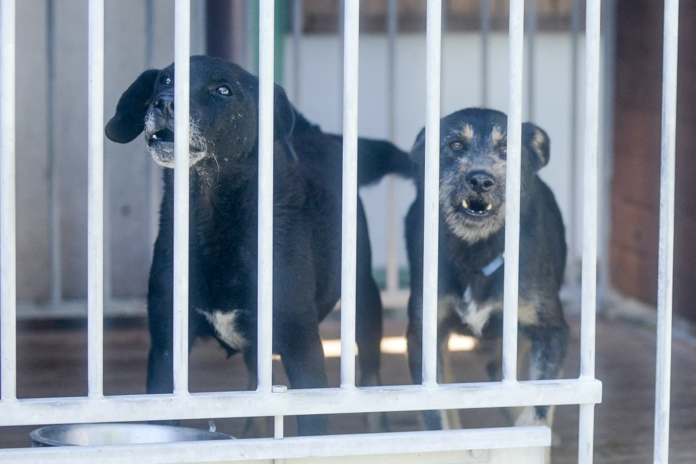 Choć opieka nad bezdomnymi zwierzętami formalnie należy do gmin, coraz częściej przekazują one prowadzenie schronisk prywatnym firmom Dwa czarne psy stojące za kratami w schronisku dla zwierząt, jeden patrzy w kierunku obiektywu, drugi jest w ruchu, miska stoi tuż przy kratach.