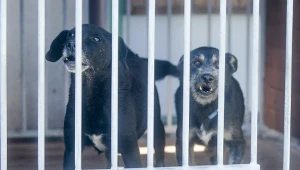Choć opieka nad bezdomnymi zwierzętami formalnie należy do gmin, coraz częściej przekazują one prowadzenie schronisk prywatnym firmom