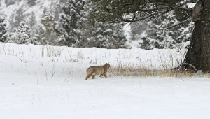 Niezwykłe nagranie z lasu trafiło do sieci. Taki widok to rzadkość