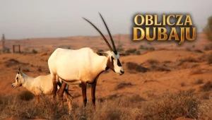 Dwa oryksy arabskie spacerujące po suchej, pustynnej okolicy z rzadką roślinnością. W tle rozciąga się pustynny krajobraz. Po prawej stronie widoczny jest napis 'Oblicza Dubaju'.