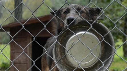 Warunki w schroniskach dla zwierząt są przedmiotem kontroli Inspekcji Weterynaryjnej