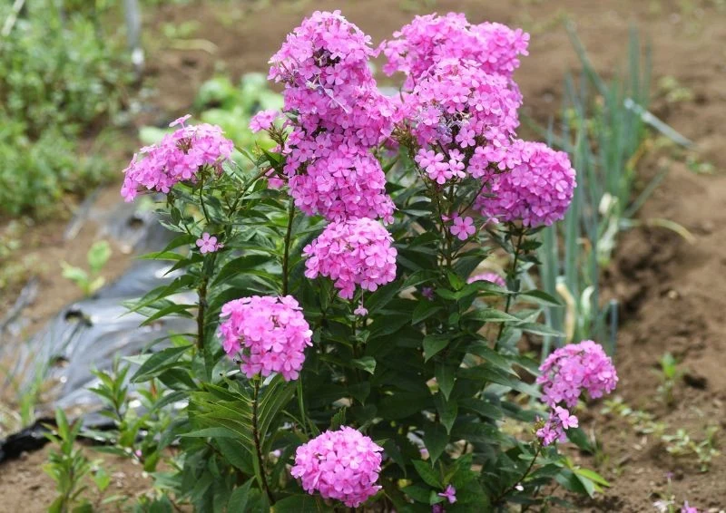 Płomyk wiechowaty nie tylko odstrasza ślimaki, ale też pięknie kwitnie.