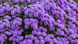 W lutym warto wysiać na rozsadę kilka gatunków kwiatów, w tym żeniszka meksykańskiego.