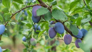 Profilaktyka to jedyny skuteczny sposób na torbiel śliwy. O jakich zabiegach należy pamiętać?