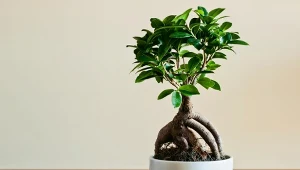 Ja uprawiać fikusa 'Ginseng'? Czy można go uratować po stracie liści?