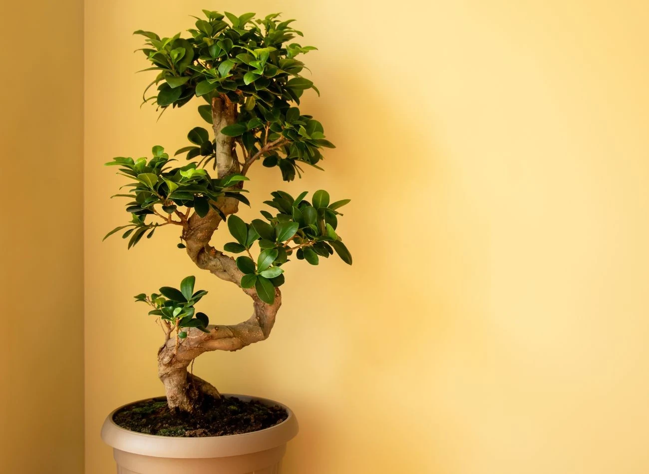 Większe egzemplarze fikusa 'Ginseng' najczęściej mają pień formowany w kształcie litery "S"