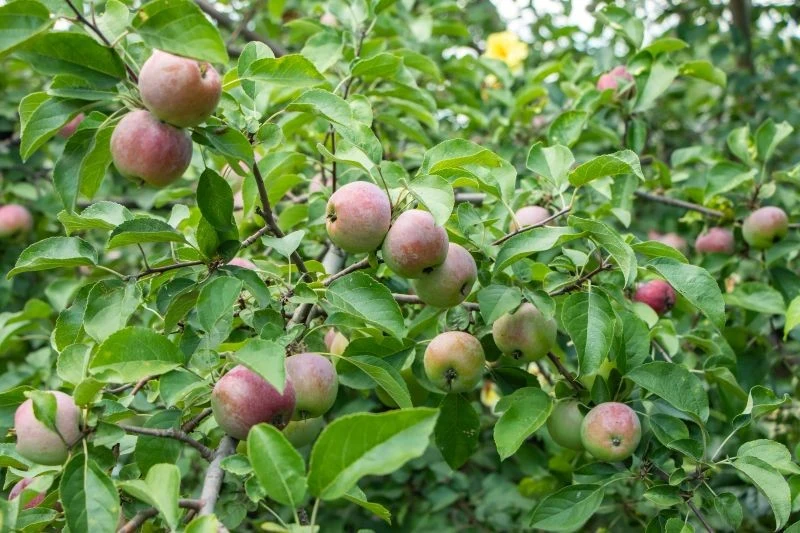 Dzięki dobremu sąsiedztwu jabłoń będzie lepiej owocować