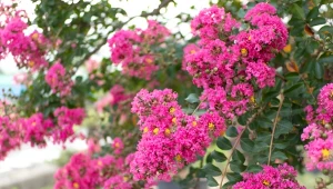 Mirt krepowy, czyli lagerstremia indyjska, imponująco długo kwitnie.