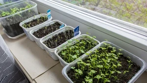 Zastanawiasz się, co siać w lutym na rozsadę? To doskonały termin dla wielu warzyw.