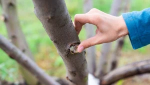 Działanie maści ogrodniczej można porównać do opatrunku, który chroni ranę przed niekorzystnymi czynnikami.